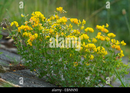 gemeinsamen Vogel's – Foot Trefoil (Lotus Corniculatus), blühen auf einem Felsen, Deutschland Stockfoto