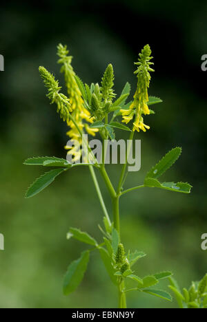 Gemeinsamen Melilot, gerippte Melilot, gelbe Melilot, gelbe Sweetclover, Steinklee (Melilotus Officinalis), Blütenstand, Deutschland Stockfoto