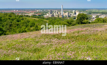 Krone-Wicke, Crownvetch, Krone-Futterwicke (Coronilla Varia), nachgestellte rekultiviert Bereich des ehemaligen Steinbruchs mit Crown Vetch und Futter-Wicke, Deutschland, Baden-Württemberg, Heidelberg-Rohrbach Stockfoto