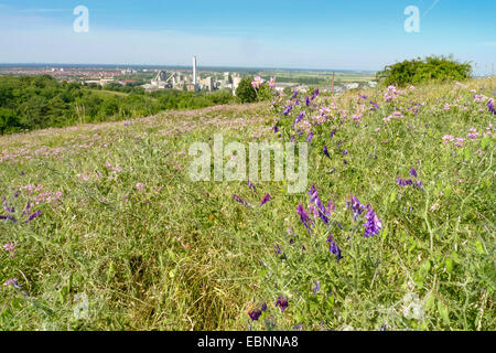 Krone-Wicke, Crownvetch, Krone-Futterwicke (Coronilla Varia), nachgestellte rekultiviert Bereich des ehemaligen Steinbruchs mit Crown Vetch und Futter-Wicke, Deutschland, Baden-Württemberg, Heidelberg-Rohrbach Stockfoto