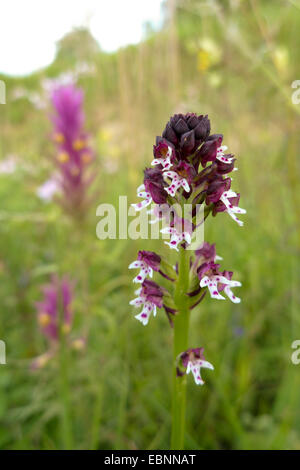 verbrannte Orchidee (Orchis Ustulata), Blütenstand mit Ackerwachtelweizen, Melampyrum Arvense, im Hintergrund, Deutschland, Baden-Württemberg, NSG Beim Roten Kreuz Stockfoto