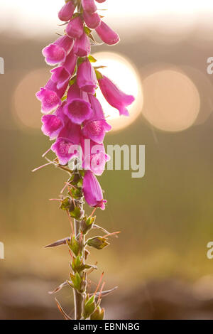 gemeinsamen Fingerhut, lila Fingerhut (Digitalis Purpurea), Blütenstand, Deutschland, Rheinland-Pfalz Stockfoto
