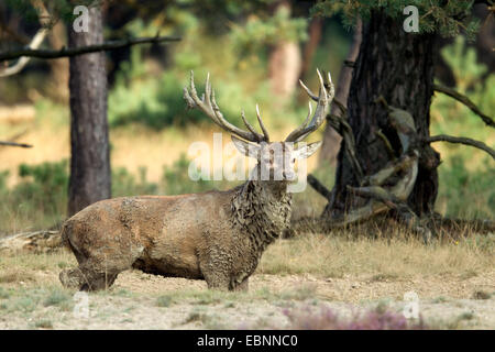 Rothirsch (Cervus Elaphus), Hirsch in schwelgen, Hirsch Brunft würzen, Niederlande Stockfoto