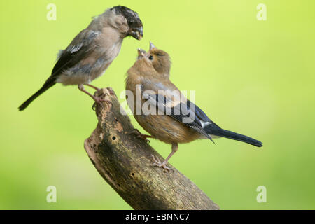 Gimpel, eurasischen Gimpel, Nord Gimpel (Pyrrhula Pyrrhula), Weiblich, Fütterung der Küken, Deutschland, Nordrhein-Westfalen Stockfoto