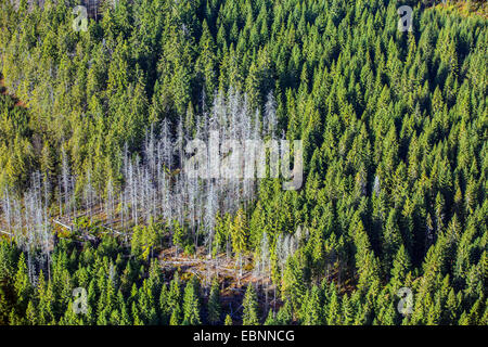 Borkenkäfer, Graveur Käfer &amp; Ambrosia Käfer, Käfer Holz (Scolytidae (Ipidae)), Luftbild auf Befall Bereich in einer noch intakten Fichtenwald, Tschechische Republik, OÖ Stockfoto