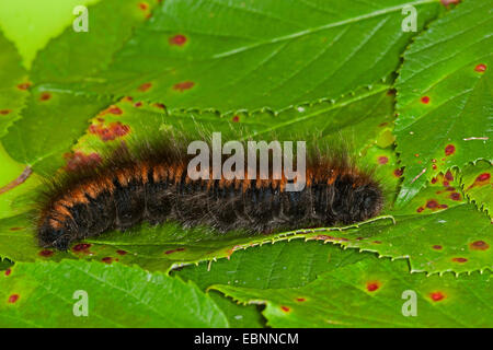 Fox Moth (Macrothylacia Rubi), Raupe, Deutschland Stockfoto