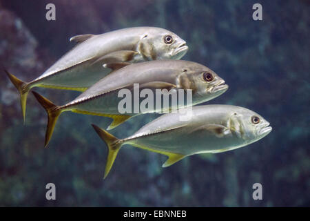 BigEye Trevally, großer Mund Trevally, Makrelen (Caranx Elacate, Caranx Sexfasciatus), drei Jackfishes schwimmen Stockfoto