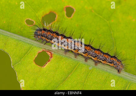 Reed-Dagger (Simyra Albovenosa, Arsilonche Albovenosa), Raupe auf einem Blatt, Deutschland Stockfoto