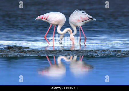 Rosaflamingo (Phoenicopterus Roseus, Phoenicopterus Ruber Roseus), zwei Flamingos stehen im flachen Wasser und Essen, Spanien, Balearen, Mallorca, Salobrar tun Campos Stockfoto