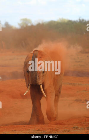 Afrikanischer Elefant (Loxodonta Africana), im Staub baden, Kenia, Tsavo East National Park Stockfoto