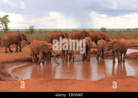 Afrikanischer Elefant (Loxodonta Africana), Elefanten am Wasserloch, Kenia, Tsavo East National Park zu trinken Stockfoto