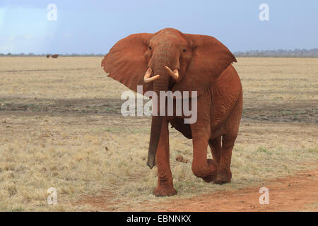 Afrikanischer Elefant (Loxodonta Africana), aggressive Elefanten in der Savanne, Kenia, Tsavo East National Park Stockfoto
