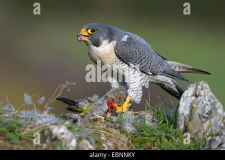 Wanderfalke (Falco Peregrinus), an der Stelle zupfen mit Beute, grüne Specht, Deutschland, Baden-Württemberg Stockfoto