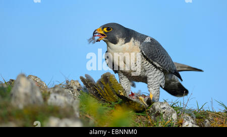 Wanderfalke (Falco Peregrinus), Essen am zupfen Ort, Deutschland, Baden-Württemberg Stockfoto