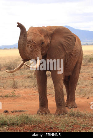 Afrikanischer Elefant (Loxodonta Africana), Erwachsene mit roten Staub bedeckt nach Schlamm, Kenia, Tsavo East National Park Stockfoto