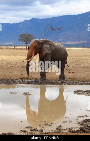 Afrikanischer Elefant (Loxodonta Africana), Stier nehmen ein Schlammbad in einem Wasserloch in eisenhaltigen roten Erde, Kenia, Tsavo East National Park Stockfoto