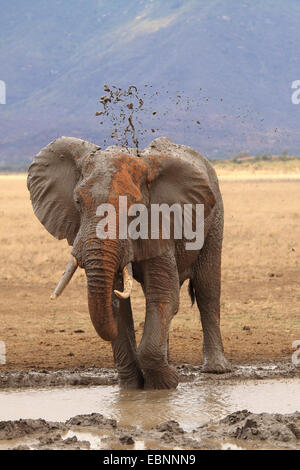 Afrikanischer Elefant (Loxodonta Africana), Stier nehmen ein Schlammbad in einem Wasserloch in eisenhaltigen roten Erde, Kenia, Tsavo East National Park Stockfoto