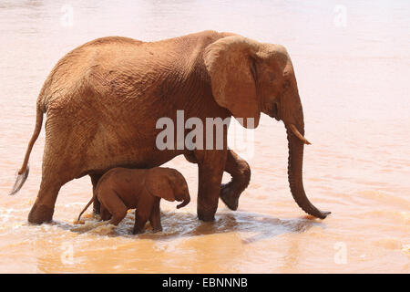 Afrikanischer Elefant (Loxodonta Africana), Frau mit Baby-Elefant in der Uaso Nyiro River, Kenya, Samburu National Reserve Stockfoto