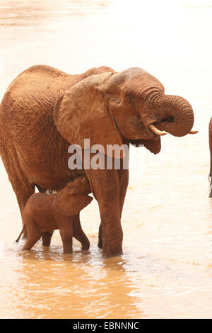 Afrikanischer Elefant (Loxodonta Africana), Frau mit Baby-Elefant in der Uaso Nyiro River, Kenya, Samburu National Reserve Stockfoto