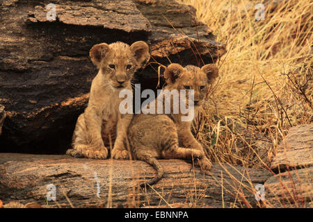 Löwe (Panthera Leo), zwei Löwenbabys auf einem Felsen, Kenya, Samburu National Reserve Stockfoto