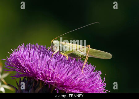 große grüne Bushcricket (Tettigonia Viridissima), sitzen auf einer Distel, Griechenland, Peloponnes Stockfoto