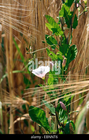 Feld Ackerwinde, Feld-Winde, kleine Ackerwinde (Convolvulus Arvensis), blühen in einem Gerstenfeld, Deutschland, Rheinland-Pfalz Stockfoto