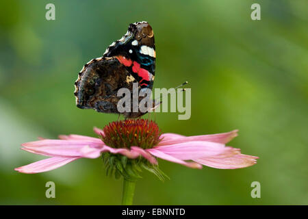 Red Admiral (Vanessa Atalanta), sitzt auf der Blume von Echinacea, Echinacea Purpurea, Deutschland, Rheinland-Pfalz Stockfoto