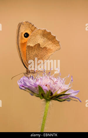 Wiese Braun (Maniola Jurtina, Epinephele Jurtina), sitzt auf einem Feld Witwenblume, Knautia Arvensis, Deutschland, Rheinland-Pfalz Stockfoto