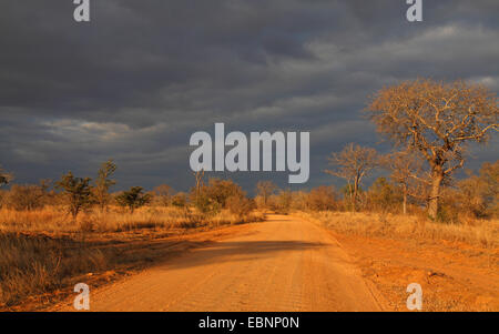 ein Sturm am Abend nördlich von niedrigeren Sabie, Südafrika, Kruger National Park Stockfoto