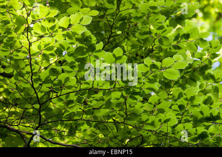 Rotbuche (Fagus Sylvatica), Zweige mit Blättern bei Gegenlicht, Deutschland Stockfoto