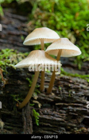 Gemeinsamen Motorhaube, Toque Mycena, Rosy-Gill Fee Helm (Mycena Galericulata), drei Fruchtkörper, Deutschland Stockfoto