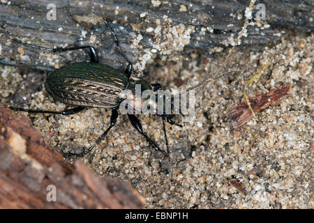 Bereich Boden Käfer (Carabus Granulatus) auf sandigem Boden, Deutschland Stockfoto