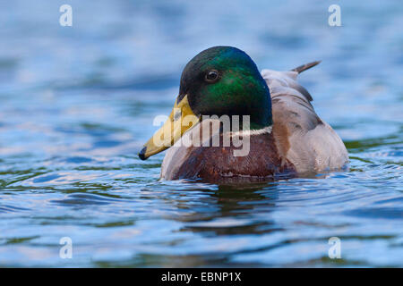 Stockente (Anas Platyrhynchos), Drake, Deutschland Stockfoto