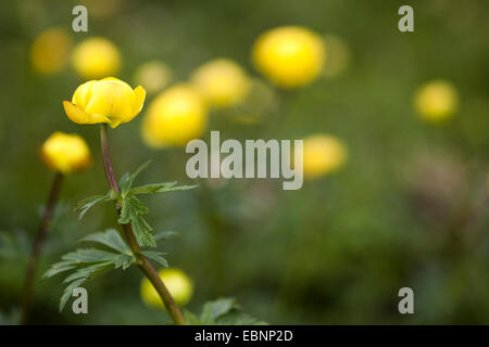 Globeflower (Trollblume Europaeus), blühend, Österreich, Tirol, Hahnenkamm Stockfoto