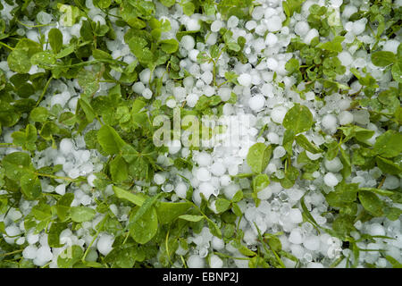 Hagel auf den Boden, Österreich, Tirol Stockfoto