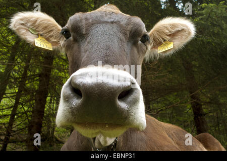 Hausrind (Bos Primigenius F. Taurus), Porträt, Österreich, Tirol, Lechtal Stockfoto