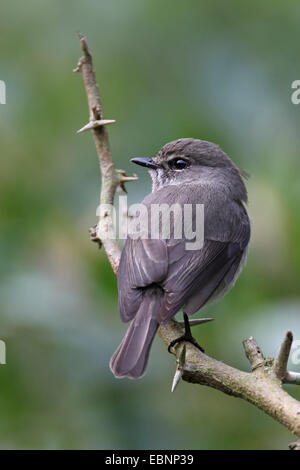 Ashy Fliegenfänger (Muscicapa Coerulescens), sitzt auf einem Zweig, Südafrika iSimangaliso Wetland Park Stockfoto