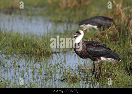 wollig-necked Storch (Ciconia Episcopus), steht im Flachwasser, Südafrika iSimangaliso Wetland Park Stockfoto