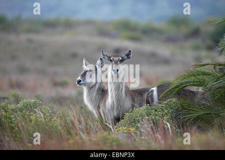 Wasserbock (Kobus Ellipsiprymnus), stehen zwei Weibchen in den Dünen, Süd-Afrika, iSimangaliso Wetland Park Stockfoto