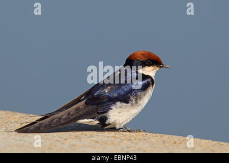 Draht-angebundene Schwalbe (Hirundo Smithii), sitzt auf einer Mauer, Südafrika, Kruger National Park Stockfoto