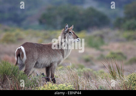 Wasserbock (Kobus Ellipsiprymnus), weibliche steht in den Dünen, Süd-Afrika, iSimangaliso Wetland Park Stockfoto