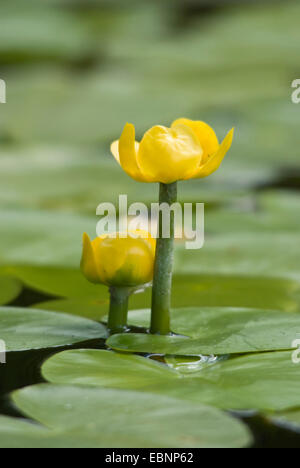 Europäische gelbe Teich-Lilie, gelbe Seerose (Teichrosen Lutea), mit zwei Blüten, Deutschland Stockfoto