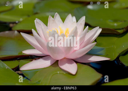 Seerose, Lily Pond (Nymphaea spec.), einzelne Blume Stockfoto