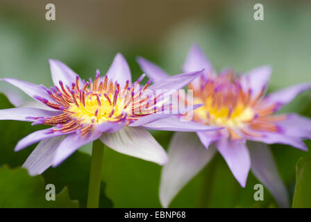 Tropische Seerose, blaue Zwerg (Nymphaea Colorata), zwei Blumen Stockfoto