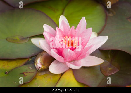 Seerose, Lily Pond (Nymphaea spec.), einzelne Blume Stockfoto