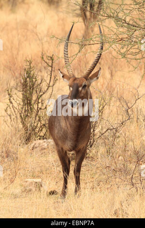 Gemeinsamen Wasserbock (Kobus Ellipsiprymnus Ellipsiprymnus), stehen in der Savanne, Kenya, Samburu National Reserve Stockfoto