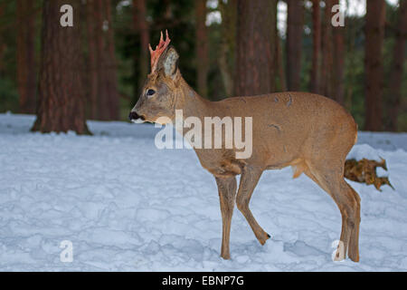 Reh (Capreolus Capreolus), stehend im Schnee, Deutschland Stockfoto