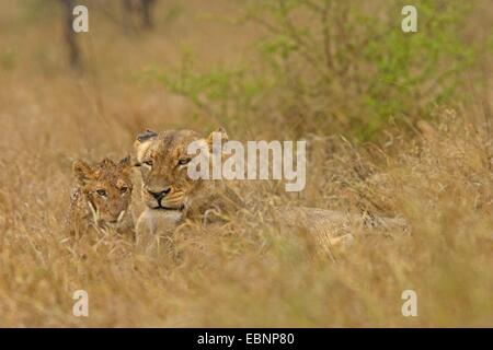 Löwe (Panthera Leo), Löwin mit Welpen, Südafrika, Limpopo, Krüger Nationalpark Stockfoto