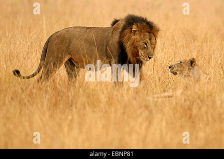 Löwe (Panthera Leo), männliche und weibliche zusammen in der Savanne, Uganda, Queen Elizabeth National Park Stockfoto