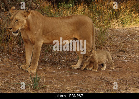 Löwe (Panthera Leo), Löwin Löwenjunges, Kenya, Samburu National Reserve Stockfoto